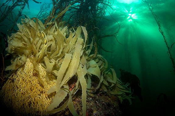 Giant Kelp to Play a Key Role in Diamond Miner’s Carbon-Neutral Initiative